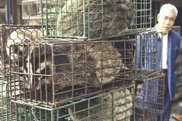 ویروس کرونا انتقام طبیعت نیست، کار خودمان است