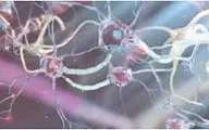 استارتاپی که با استفاده از نورون‌های انسان تراشه‌های کامپیوتری می‌سازد 