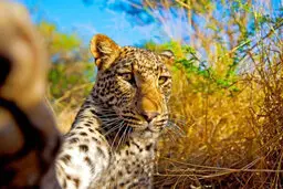 حمله  خشن و مرگبار پلنگ به تمساح در حال استراحت+ ویدئو 