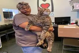 غول پیکرترین گربه جهان 