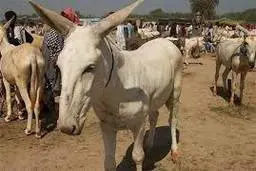 تجارت خر هم به راه افتاد!