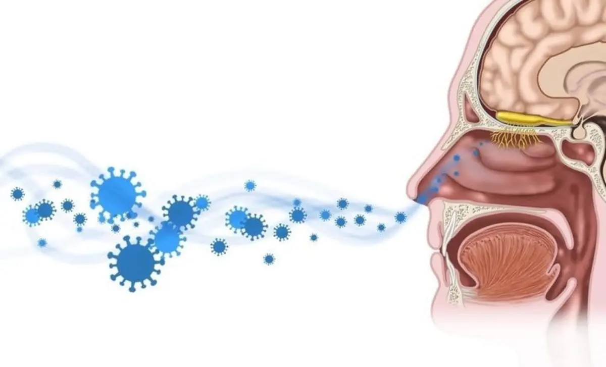 از دست دادن حس بویایی در عفونت کرونا: آسیب به مغز یا بینی؟