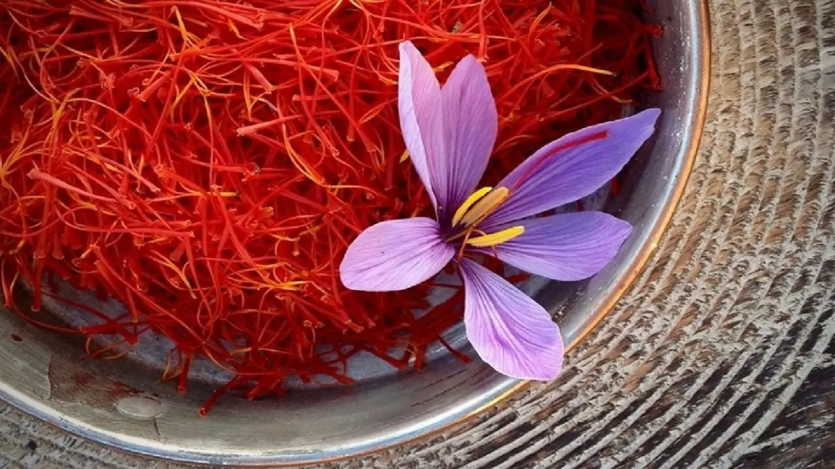 فقط پیاز زعفران داشته باش تا بتونی یک عالمه پرورش بدی! | نحوه کاشت زعفران در گلدان خانگی +ویدئو