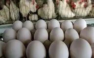 
عرضه تخم مرغ بصورت بسته بندی شده اجباری می شود
