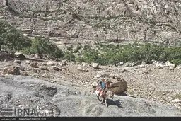 چوپان یک پا ندارد 


