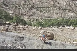 چوپان یک پا ندارد 


