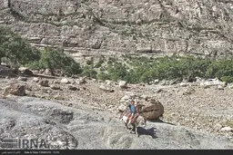 چوپان یک پا ندارد 


