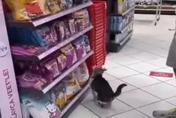 گربه‌ی ولگردی که زورگیری می‌کند!+ویدئو 