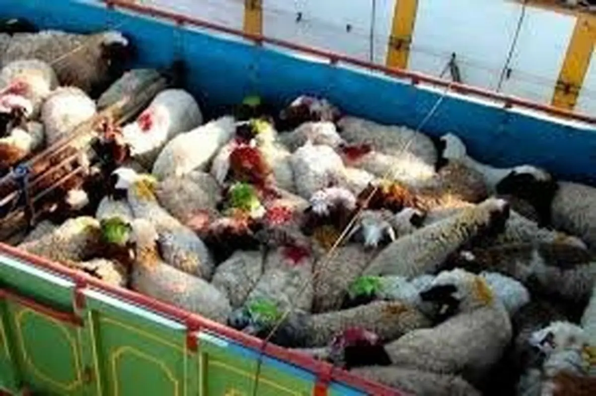 شیوخ عرب مشتریان پر و پا قرص گوسفندان ایرانی 