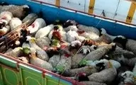 شیوخ عرب مشتریان پر و پا قرص گوسفندان ایرانی 