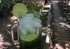 خودت توی خونه  شربت نعنا درست کن، محشر میشه | طرز تهیه شربت نعنا تازه خوشمزه و مخصوص به روش خانگی+ فوت و فن خاص