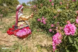 برداشت گل محمدی در بجنورد 