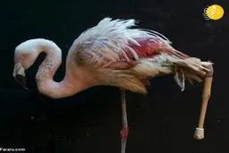 راه رفتن دوباره حیوانات قطع عضو شده 