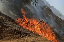 افزایش دمای ۱۴ درجه‌ای دمای هوای گلستان | احتمال آتش‌سوزی در جنگل‌ها