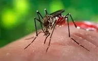 لو رفتن یک ویدئو کمیاب از رها کردن پشه‌های ژنتیکی بیل گیتس روی سر مردم! + ویدئو