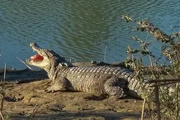 کودکانی که در سیستان و بلوچستان به خاطر نبود آب آشامیدنی قربانی شدند