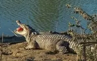 میدونستی تمساح ترسناک ترین صدا رو داره؟! | حتی از غرش شیر هم ترسناک تره | اگه میترسی نگاه نکن + ویدئو