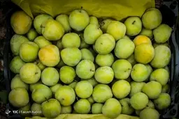 آلو‌های ایرانی با نام کشور‌های همسایه صادر می‌شود!