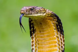 کشف گونه ای جدید از مار در آمریکا |  تصویر اولین مار دو سر