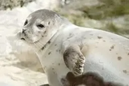 مرگ غیر عادی چهارده قلاده فک‌های خزری 