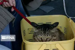 تکذیب شد: انتقال کرونا از طریق حیوانات خانگی