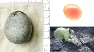یک تخم مرغ ۱۷۰۰ ساله یافت شد! | کشف تخم مرغ باستانی که هنوز مایع زرده و سفیده‌ی آن سالم است!