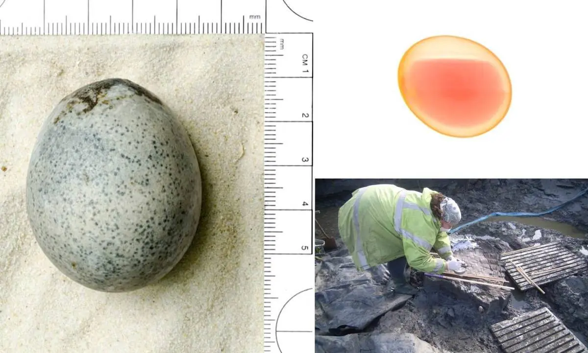 یک تخم مرغ ۱۷۰۰ ساله یافت شد! | کشف تخم مرغ باستانی که هنوز مایع زرده و سفیده‌ی آن سالم است!