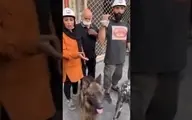 عذرخواهی رئیس هلال احمر از عدنان‌مطوری و همسرش‌‌ با سگ های زنده یاب |  فردی که با کمک سگ هایش پیکر جانباختگان متروپل را کشف کرده بود + ویدیو
