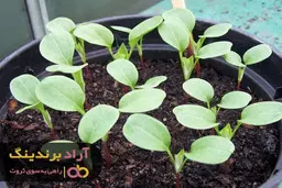 در کنار بزرگان به راحتی ثروتمند می شوید