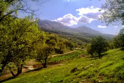 جنگل‌های زاگرس سپر بلای کشور از گرد و غبار هستند