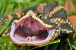 ببینید | این ۱۰‌تا مار جز زشت ترین و عجیب ترین مارهای دنیا هستند! + تصاویر