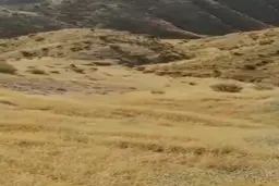 گله وحشت‌زده گراز، از هراس آتش+فیلم