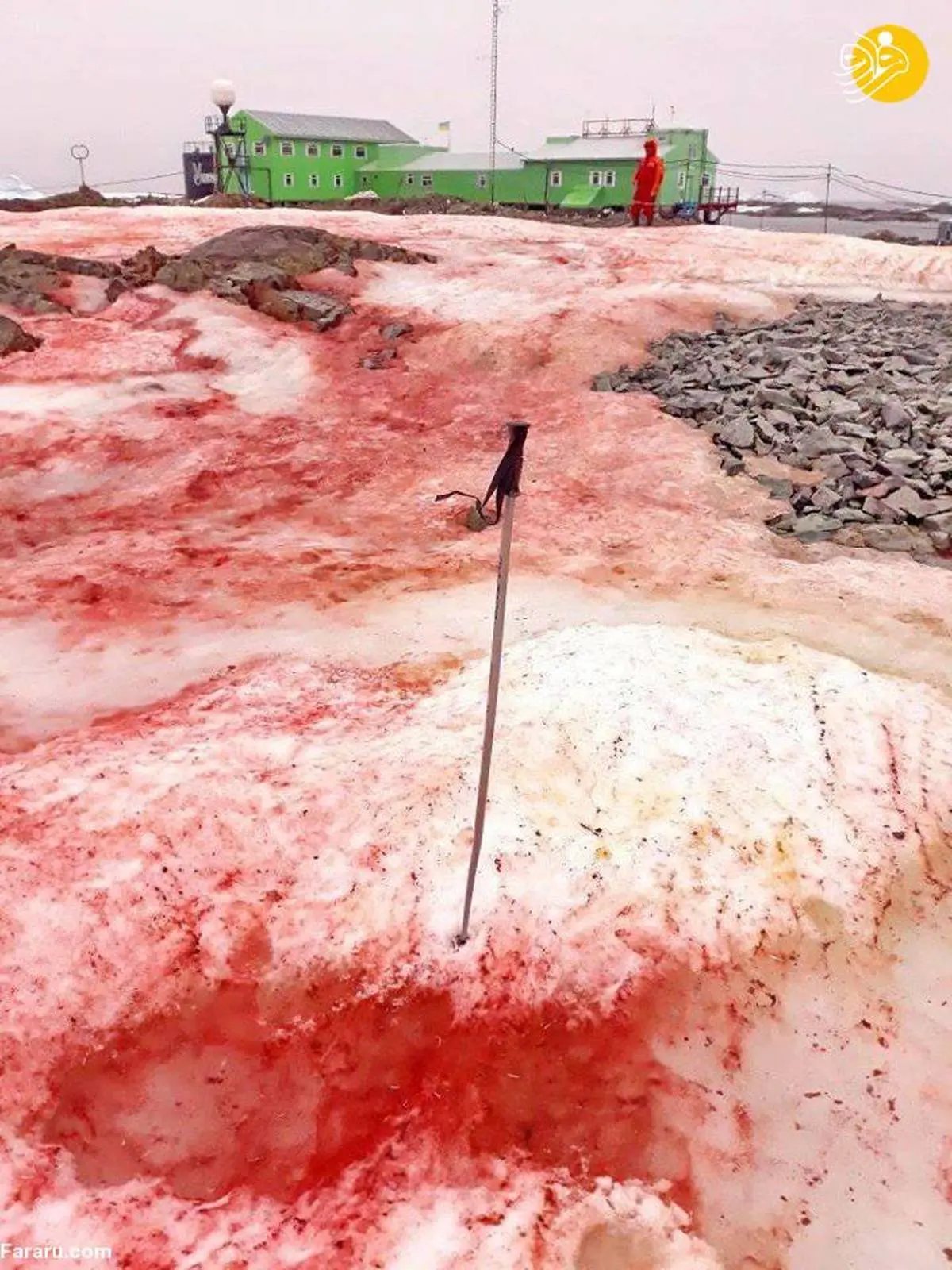 
(تصویر) برف‌های قطبی به رنگ سرخ!
