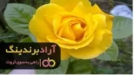 گل رز فلوریبوندا در جهان محبوب شد