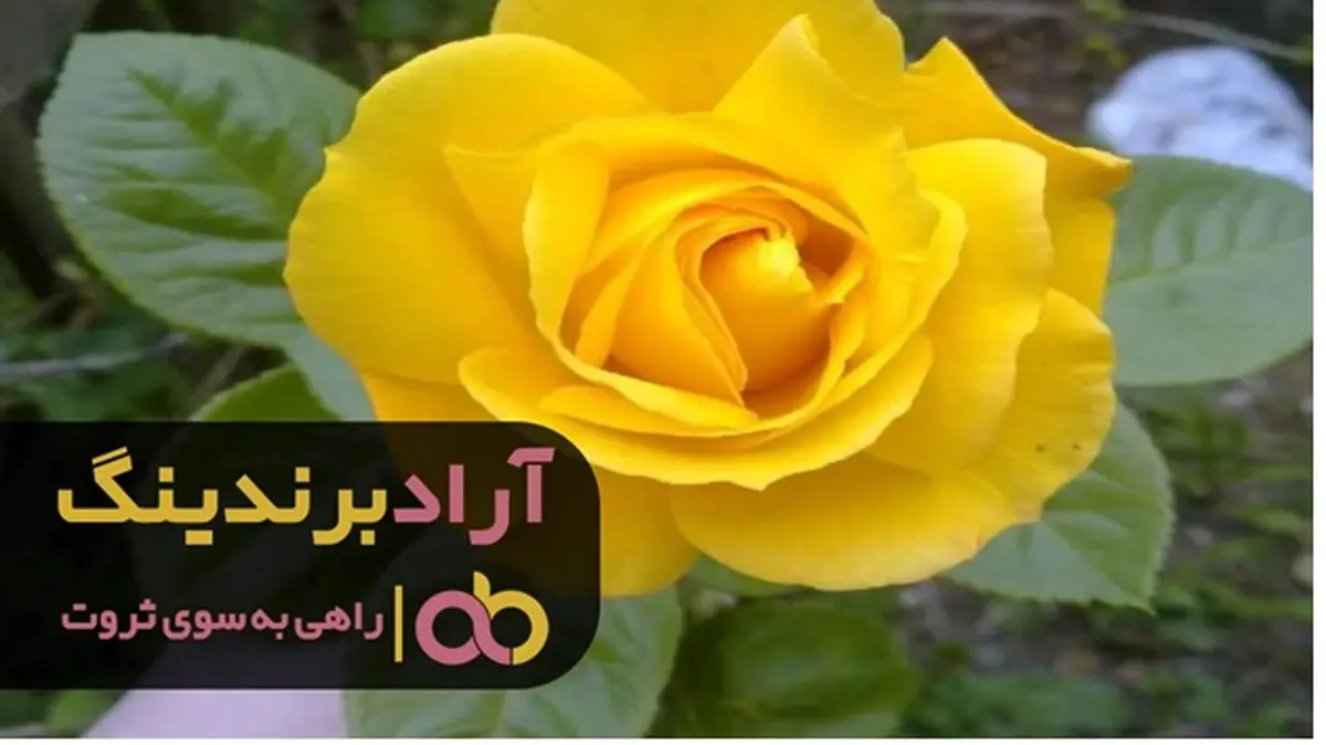 گل رز فلوریبوندا در جهان محبوب شد