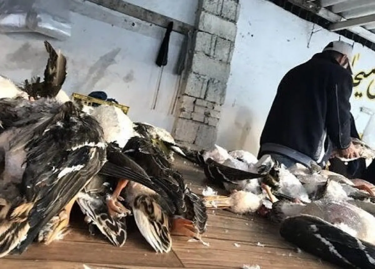 بازار غیرقانونی فروش پرندگان مهاجر فریدونکنار تعطیل شد 