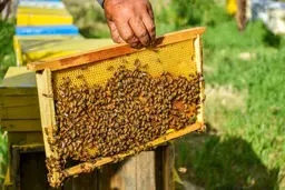 آیا راهی برای درمان سرطان سینه وجود دارد؟ | معرفی خواص باورنکردنی زهر زنبور عسل