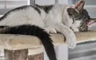 نجات یک گربه گیر کرده در آجر! | چطوری اونجا گیر کرده؟ + ویدئو