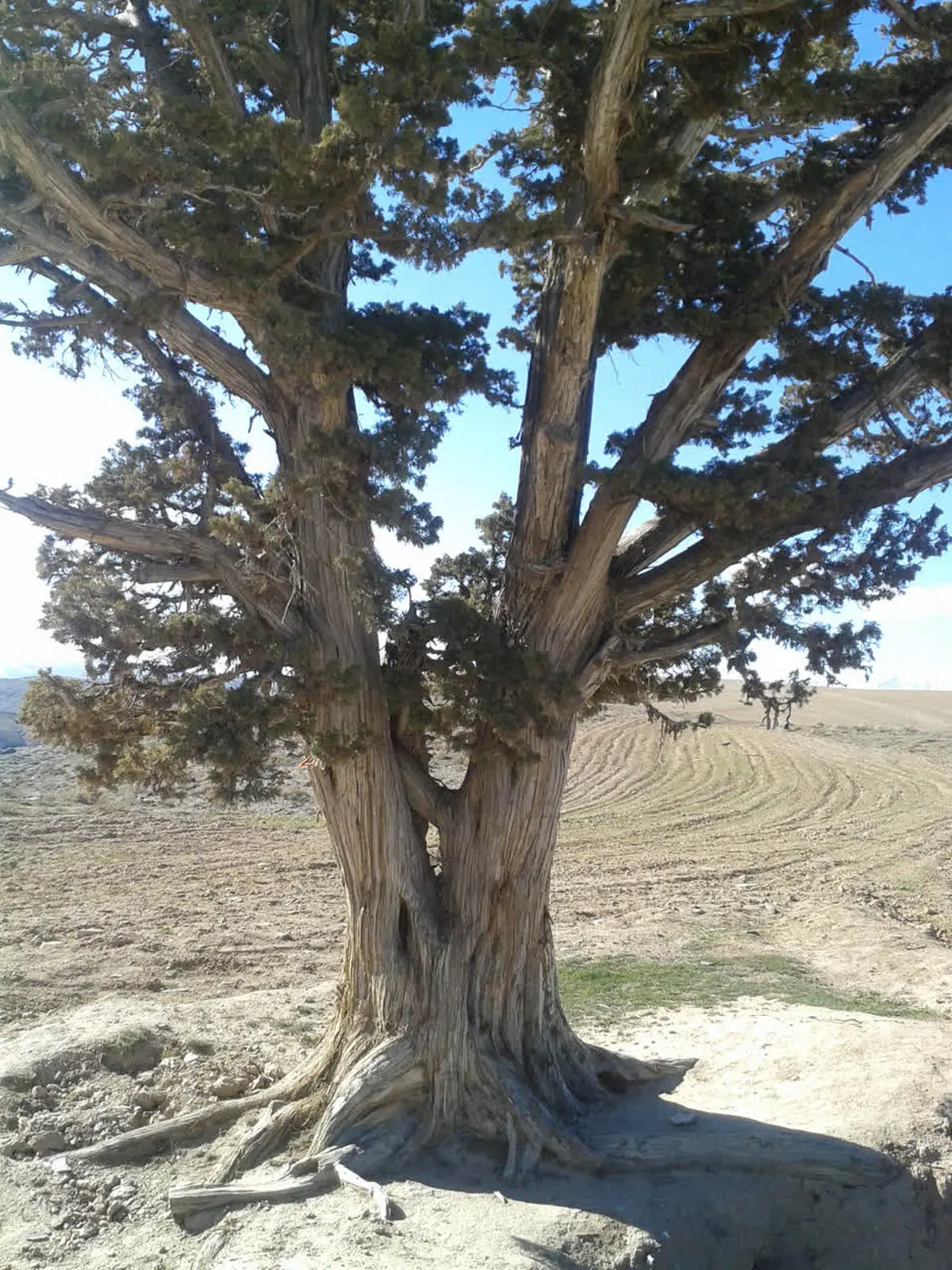 ثبت ملی درخت زیبای ارس