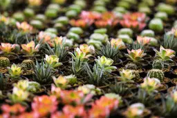 از خشک شدن گل و گیاه آپارتمانی چگونه در طول سفرجلوگیری کنیم؟