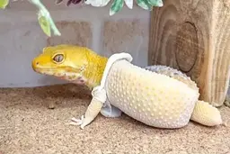 کمک به طبیعت | مارمولک در حال پوست‌اندازی با دست انسان +ویدئو