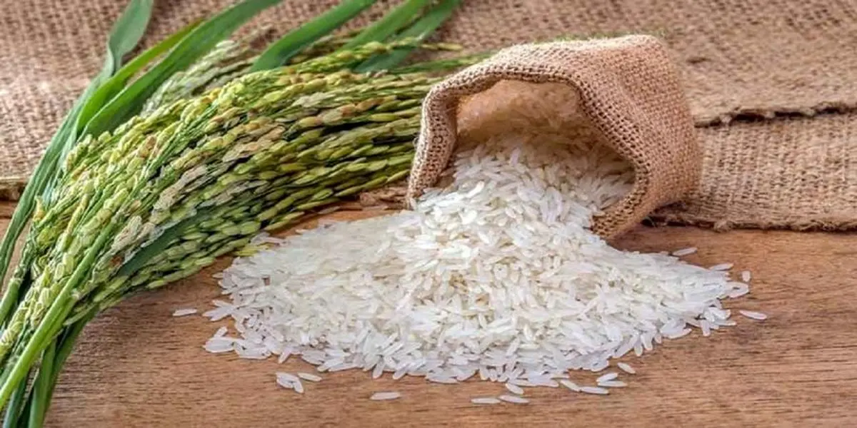کاهش عجیب قیمت برنج در کارخانه | برنج ارزان شد