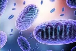 ابتلای ۹ نفر به قارچ سیاه در کردستان