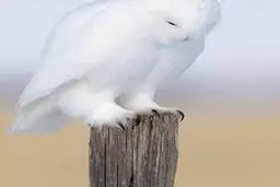  تست شخصیت شناسی: یک جغد را انتخاب کنید و به ندای درونی خود گوش بدهید