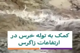 کمک به توله خرس نالان‌ در کوه‌های زاگرس + ویدئو