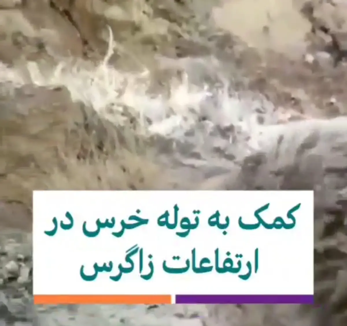 کمک به توله خرس نالان‌ در کوه‌های زاگرس + ویدئو