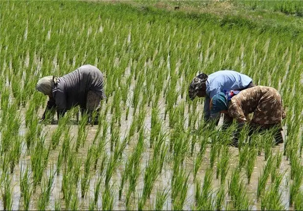اصرار بر خودکفایی برنج چه عواقبی دارد؟ | رنج برنج