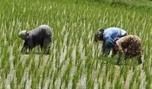 اصرار بر خودکفایی برنج چه عواقبی دارد؟ | رنج برنج