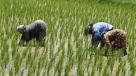 اصرار بر خودکفایی برنج چه عواقبی دارد؟ | رنج برنج