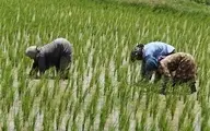 اصرار بر خودکفایی برنج چه عواقبی دارد؟ | رنج برنج